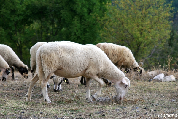 owieczka